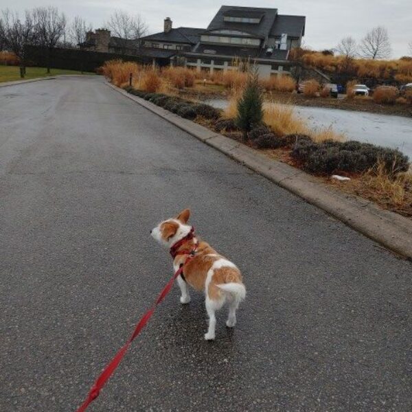 K-9 Tours